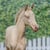 Horse ad