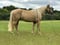 Horse ad