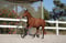 Horse ad