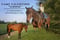 Horse ad