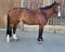Horse ad