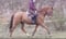 Horse ad