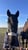 Horse ad