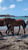 Annonce cheval