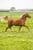 Anuncio de caballos