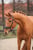Horse ad