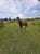 Annonce cheval