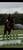 Annuncio cavallo