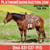 Horse ad