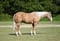 Annuncio cavallo