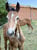 Annonce cheval