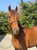 Annonce cheval