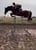Annuncio cavallo