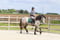 Annuncio cavallo