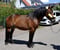 Annuncio cavallo