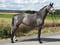 Annuncio cavallo