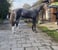 Horse ad