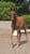 Annuncio cavallo