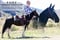 Horse ad