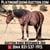 Horse ad