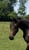 Annuncio cavallo