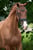 Annuncio cavallo