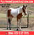 Horse ad