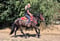 Annuncio cavallo