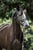 Horse ad