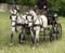 Horse ad