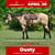 Horse ad
