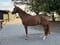 Horse ad
