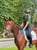 Horse ad
