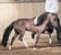 Annuncio cavallo
