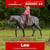 Paardadvertentie