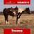 Horse ad