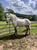 Horse ad