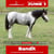 Paardadvertentie