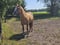 Horse ad