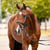 Annuncio cavallo