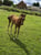 Horse ad