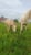 Horse ad