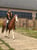 Annuncio cavallo