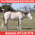 Horse ad