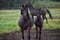Annonce cheval