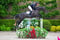 Annuncio cavallo