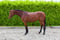 Paardadvertentie