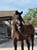 Horse ad