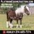 Horse ad