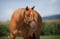 Horse ad